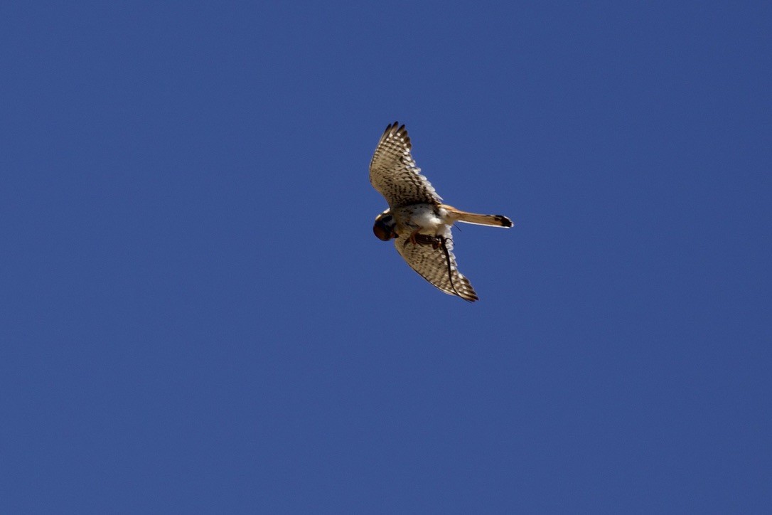 American Kestrel - ML461714441