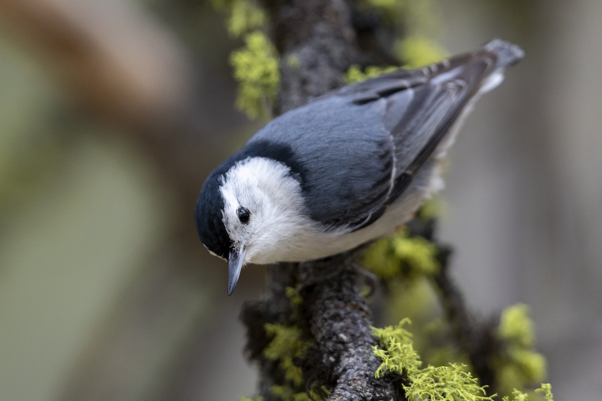 White-breasted Nuthatch - ML461714591