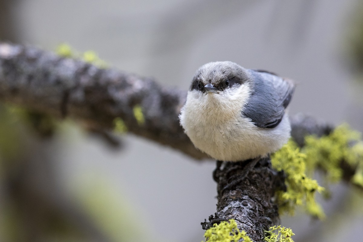 Pygmy Nuthatch - ML461714631