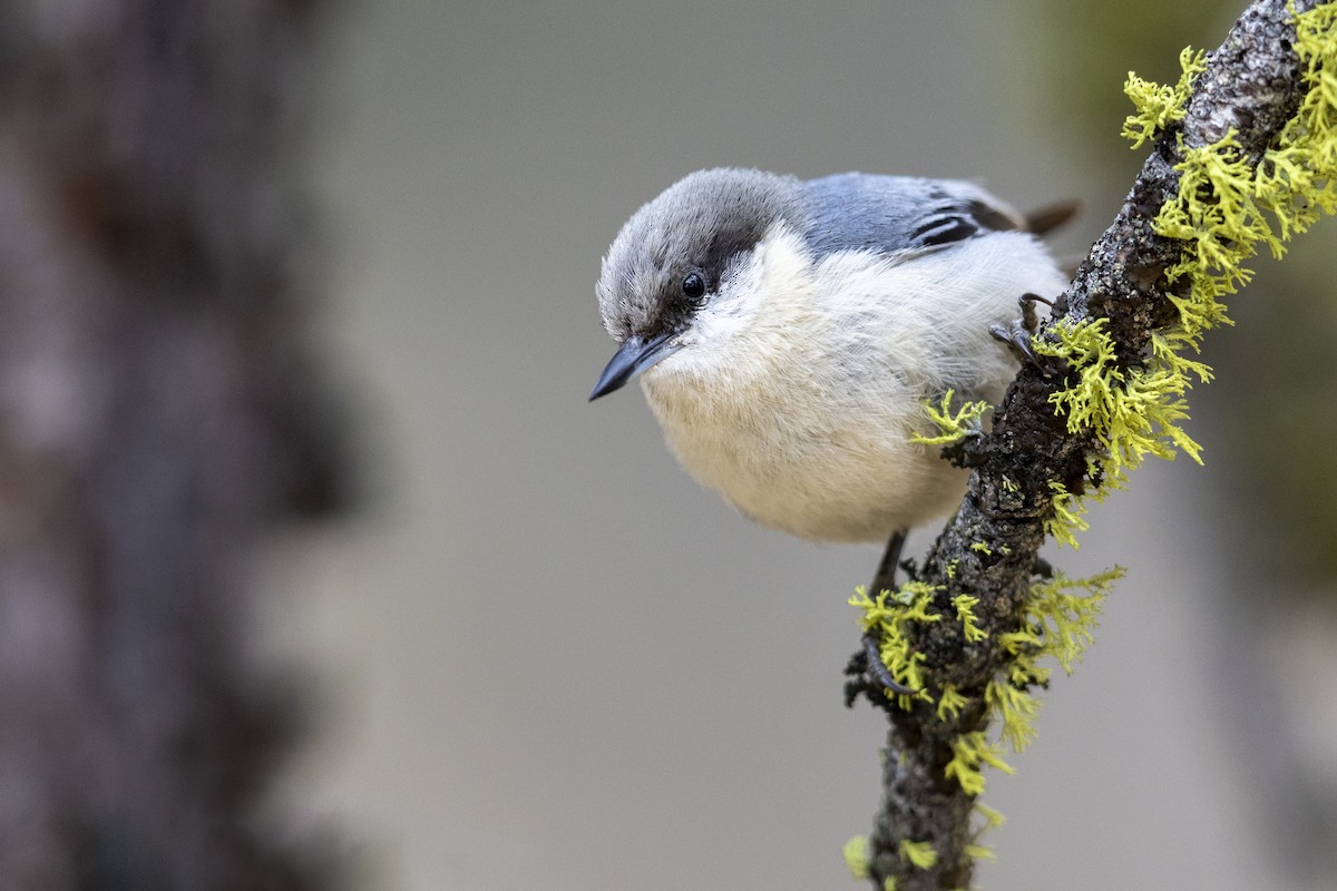 Pygmy Nuthatch - ML461714641