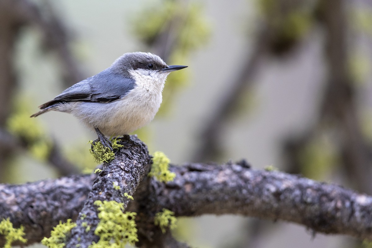 Pygmy Nuthatch - ML461714651