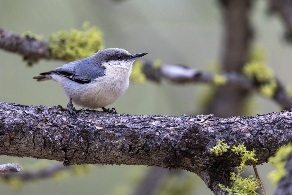 Pygmy Nuthatch - ML461714711