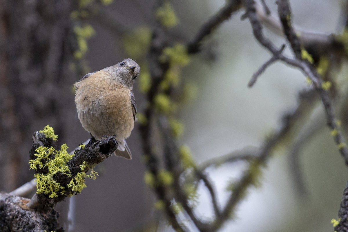 Western Bluebird - ML461714751