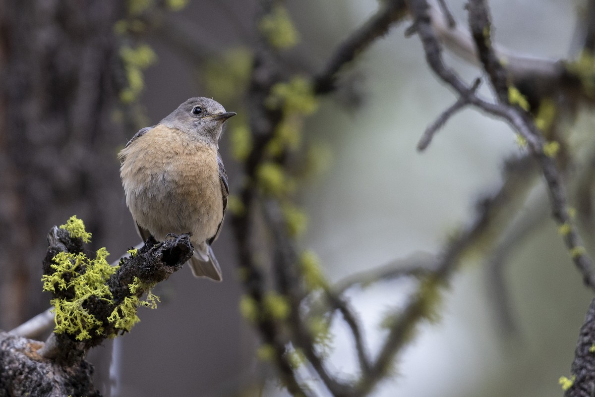 Western Bluebird - ML461714761