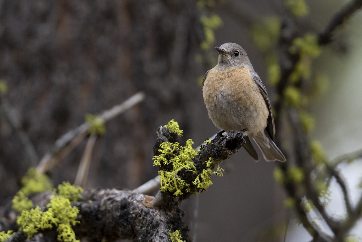 Western Bluebird - ML461714771