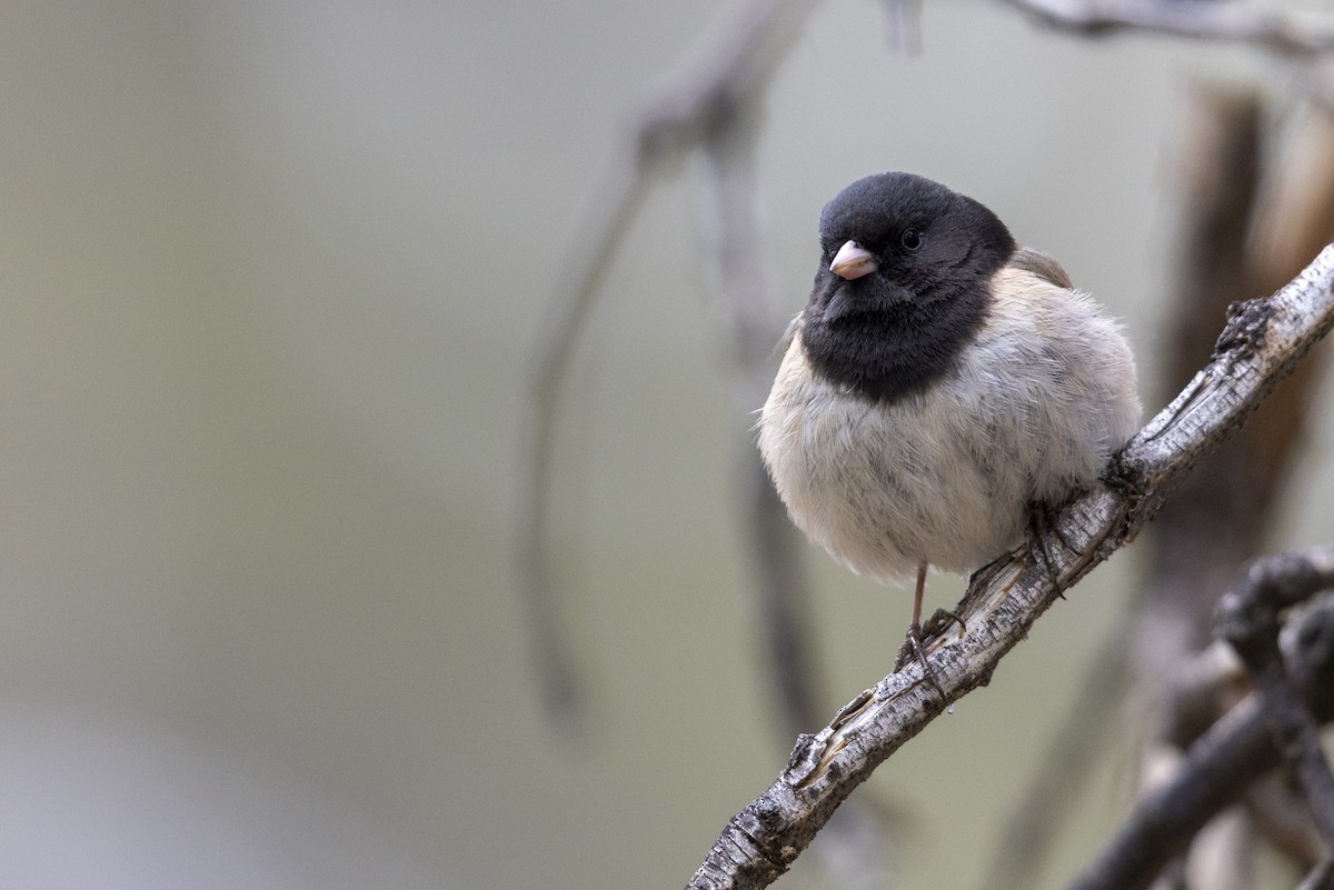 Dark-eyed Junco (Oregon) - ML461714811