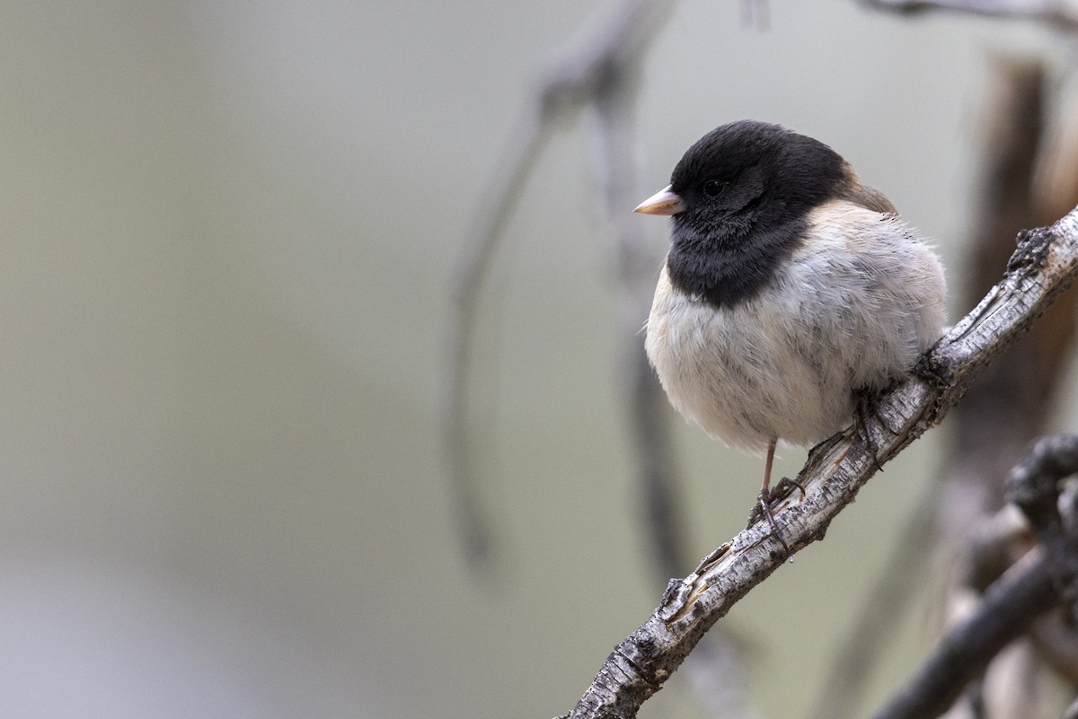 Dark-eyed Junco (Oregon) - ML461714821