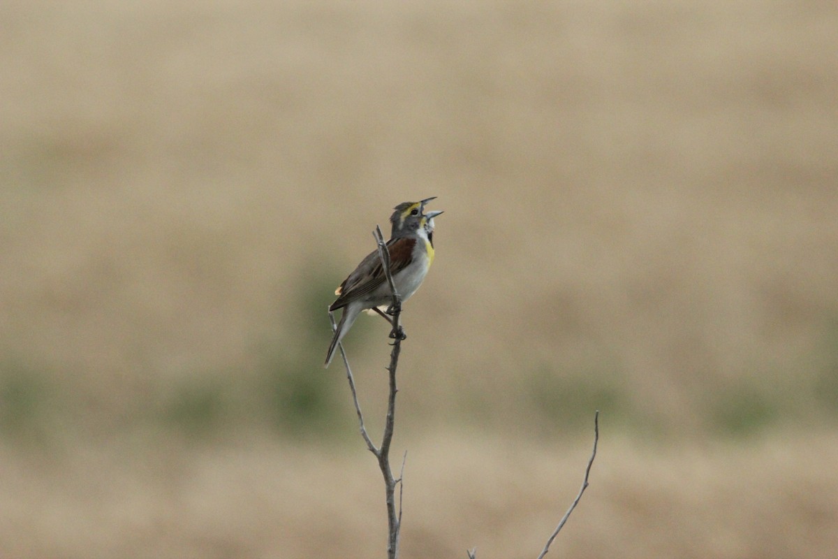 Dickcissel - ML461715911