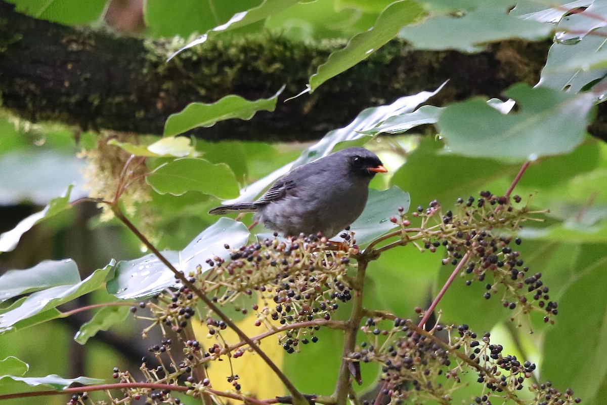 Black-faced Solitaire - Jim Sculatti