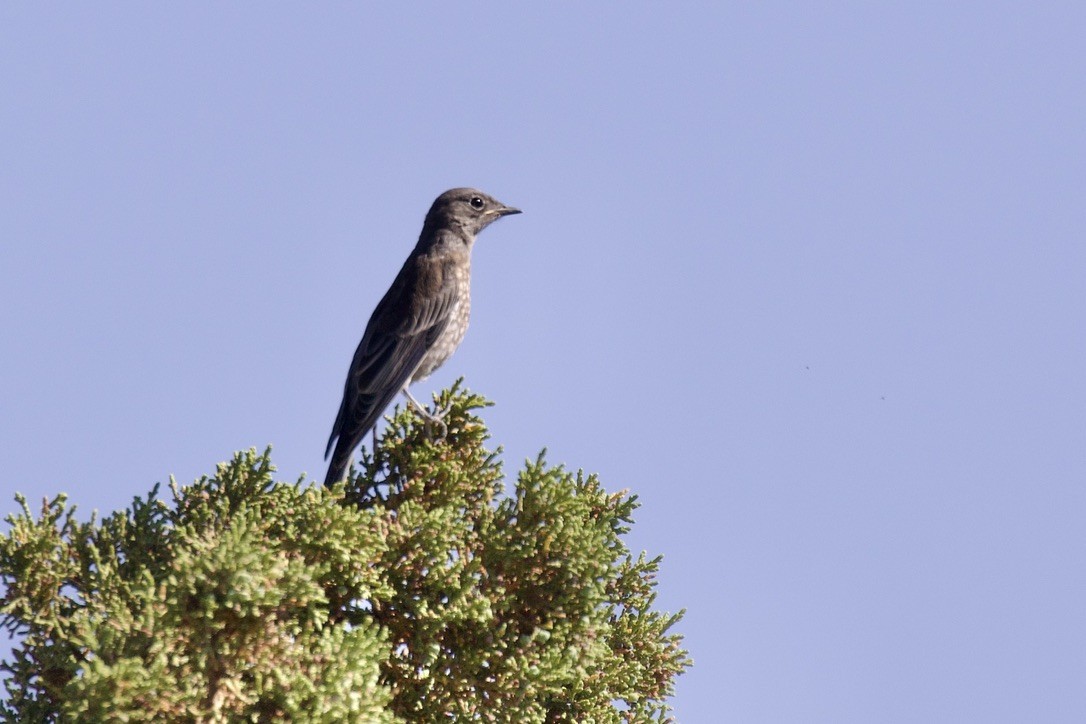 Blaukehl-Hüttensänger - ML461716811