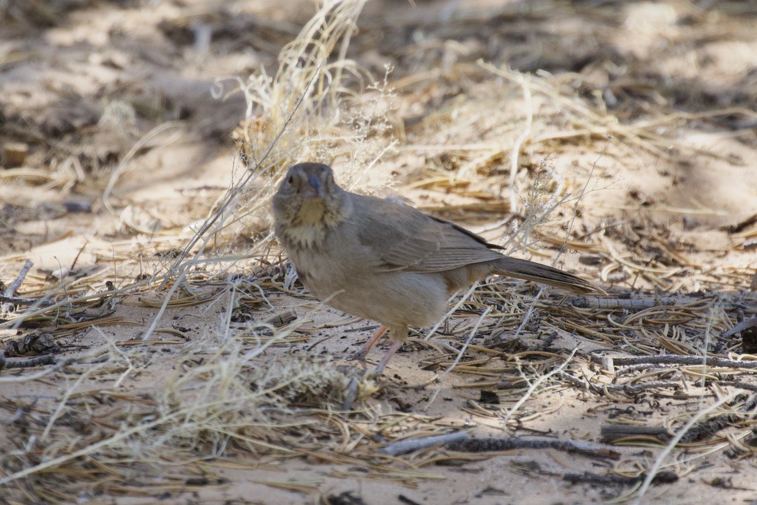 Canyon Towhee - ML461716841