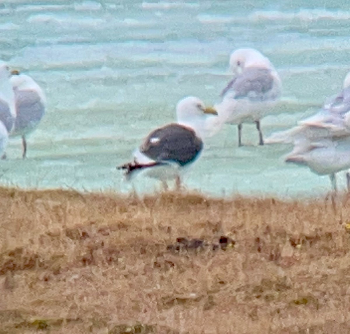 Gaviota de Kamchatka - ML461717871