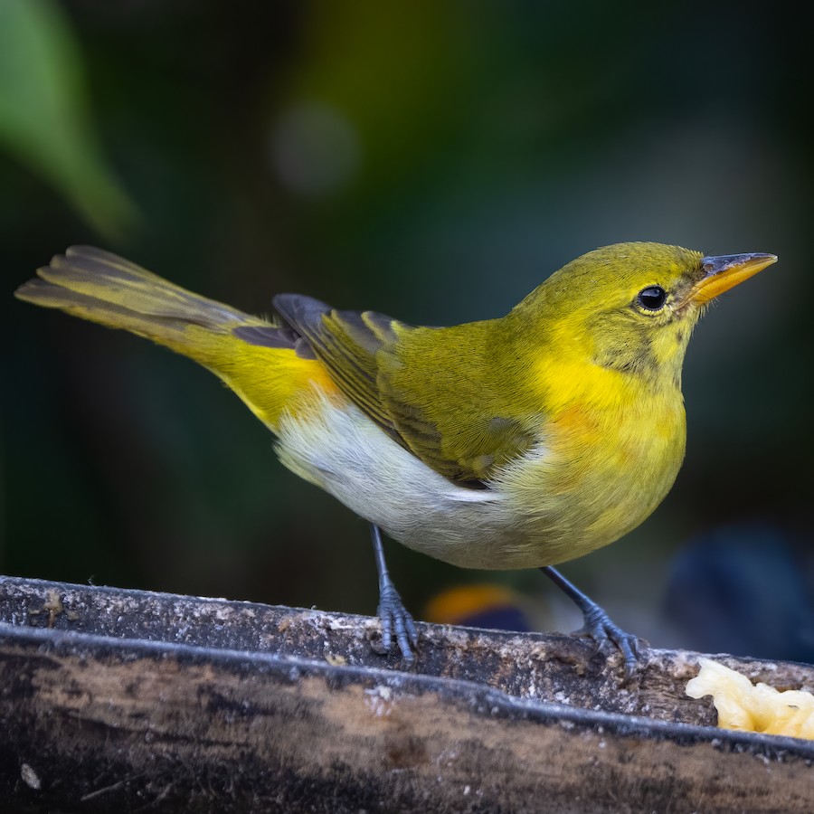 Guira/Rufous-headed Tanager - eBird