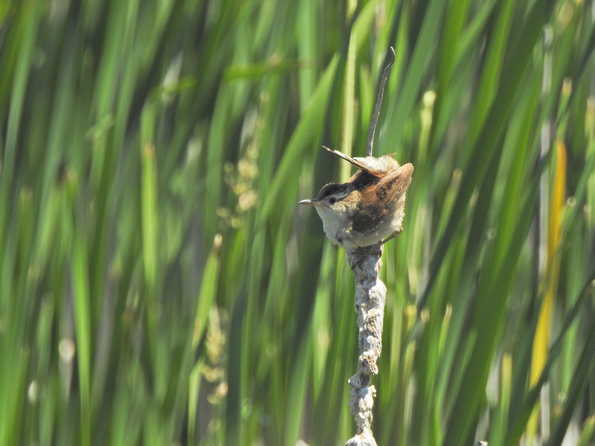 Marsh Wren - ML461718361