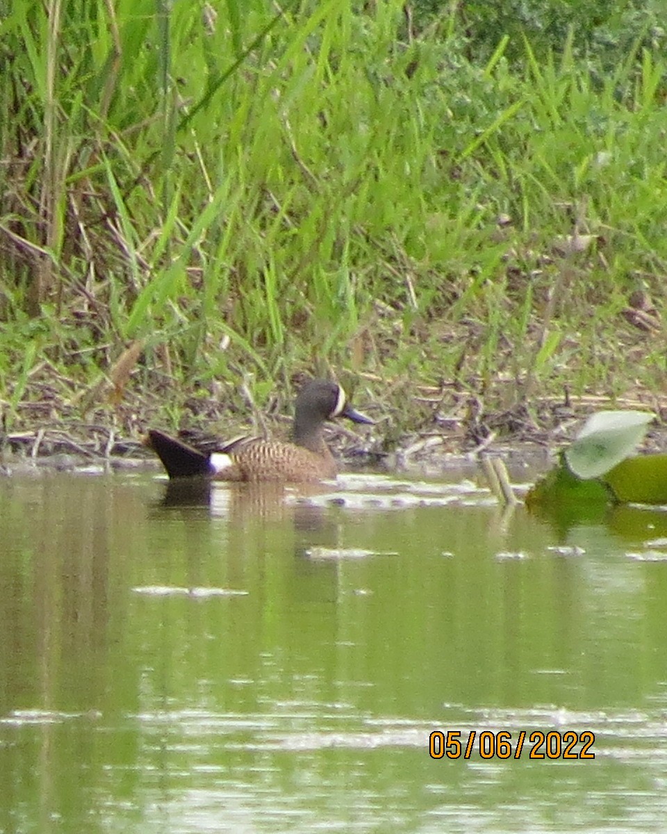 Blue-winged Teal - ML461719631