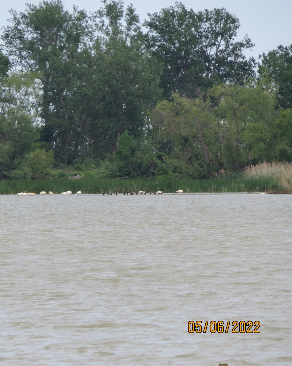 Double-crested Cormorant - ML461720971