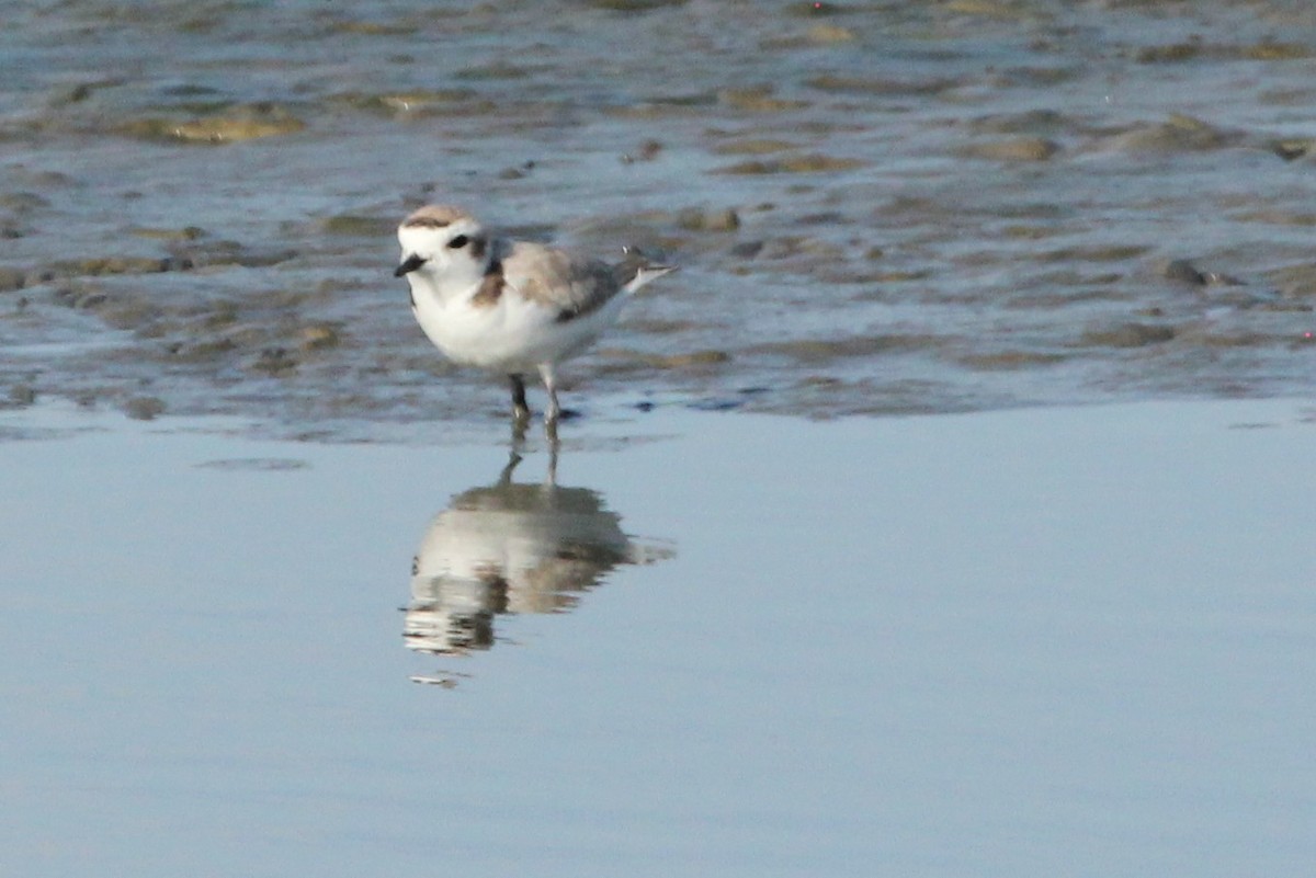 Snowy Plover - ML461721031