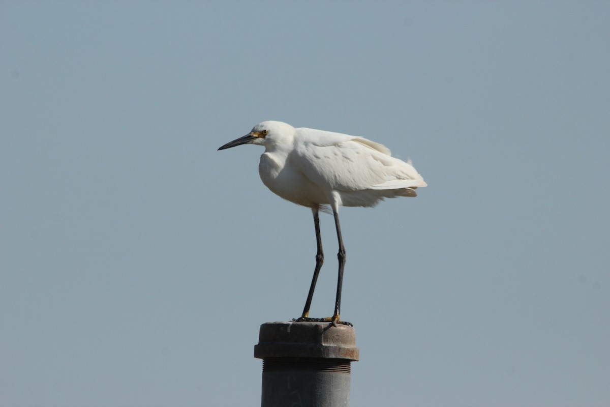 Snowy Egret - ML461721451