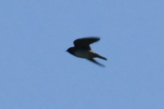 Cliff Swallow (pyrrhonota Group) - ML461721941