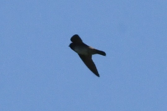 Cliff Swallow (pyrrhonota Group) - ML461721951