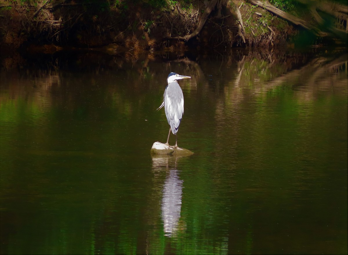 Great Blue Heron - ML461722981