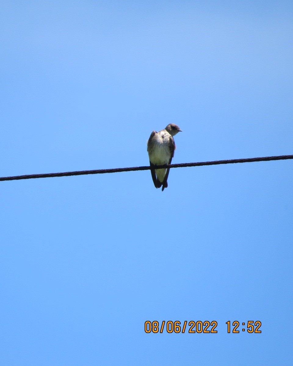 Purple Martin - ML461725001