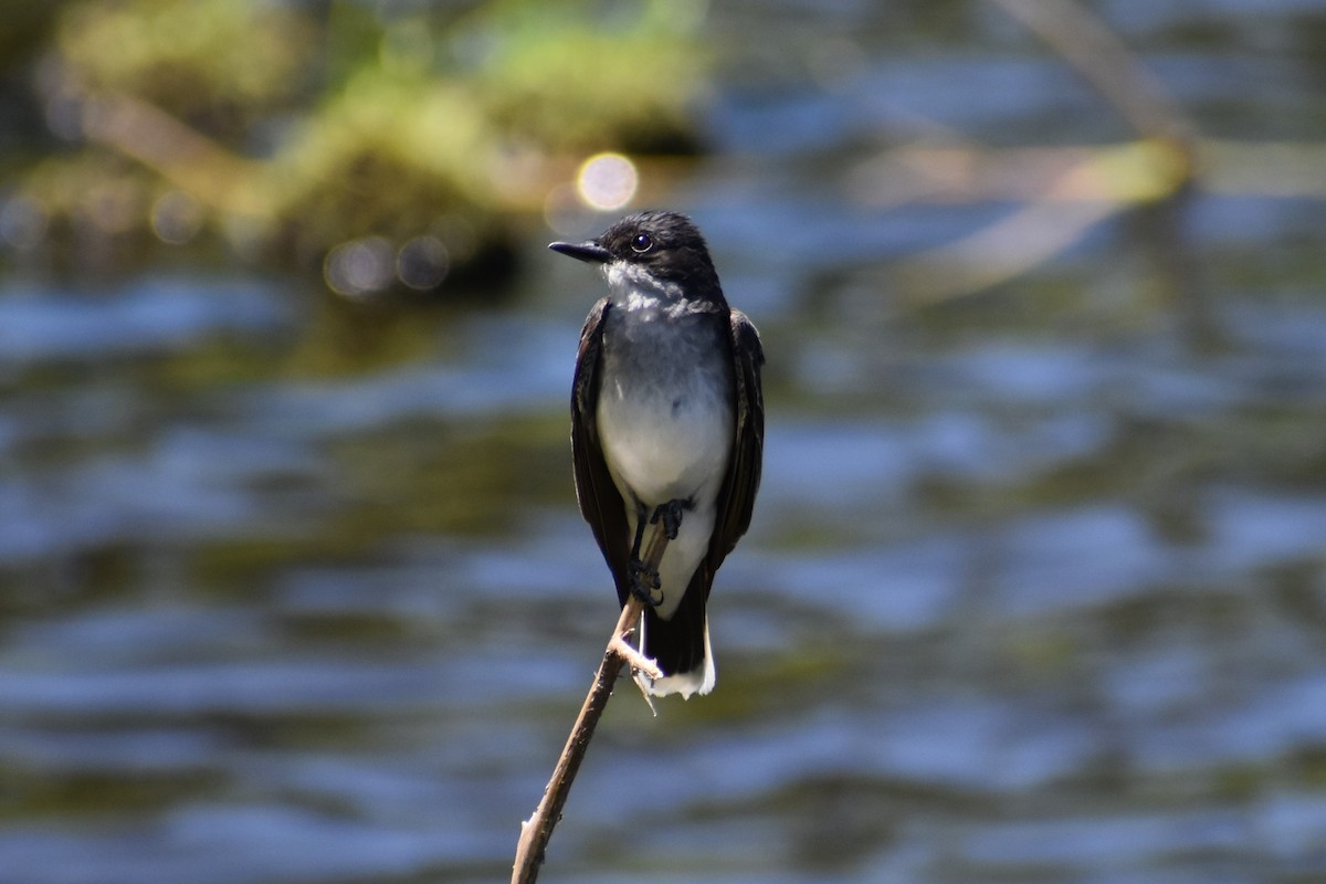Eastern Kingbird - stephen pattee