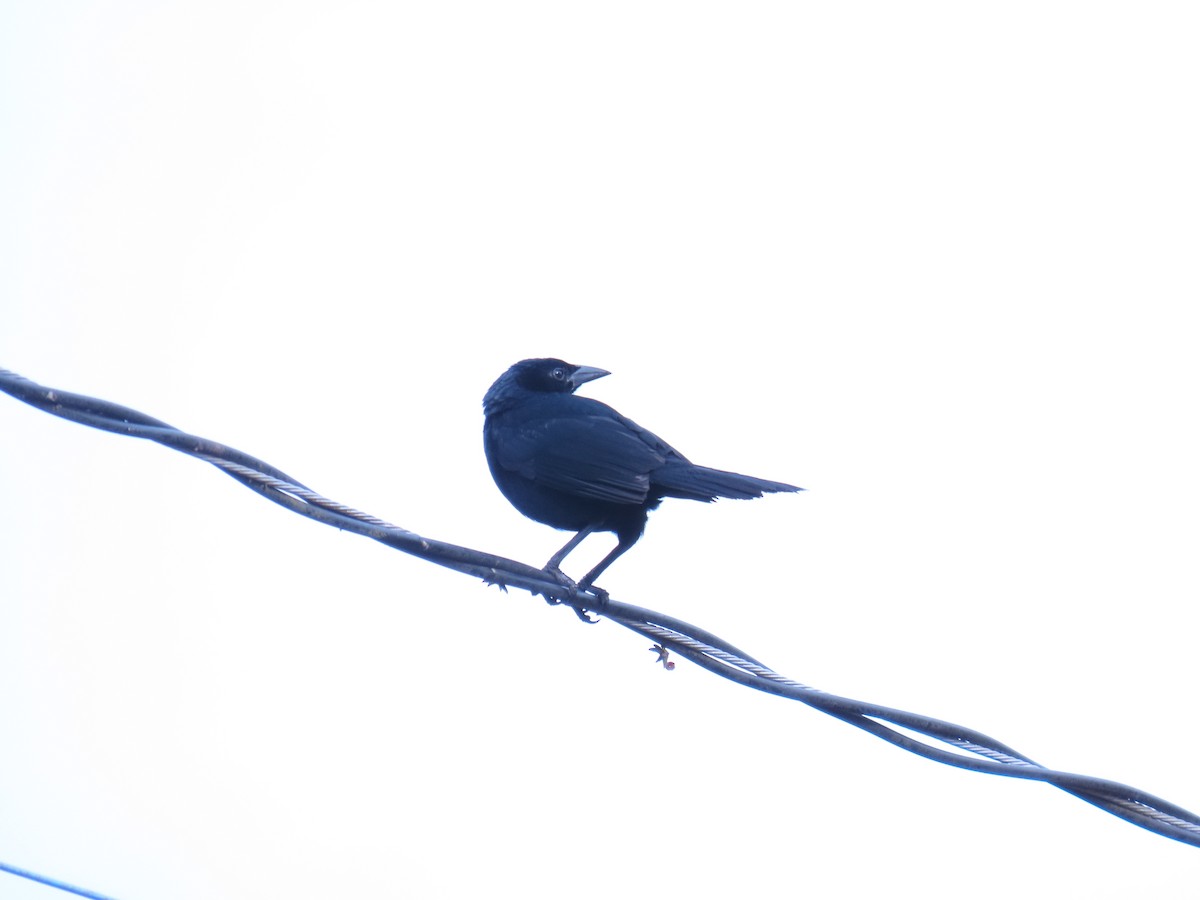 Melodious Blackbird - ML461726761