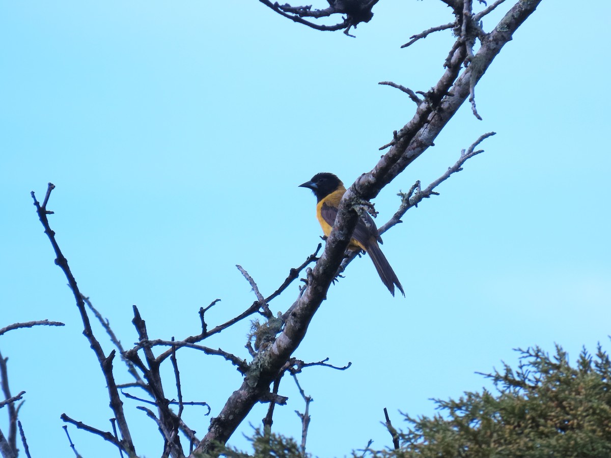 Audubon's Oriole - ML461726831