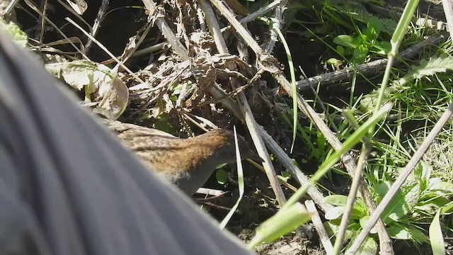 Dot-winged Crake - ML461727461