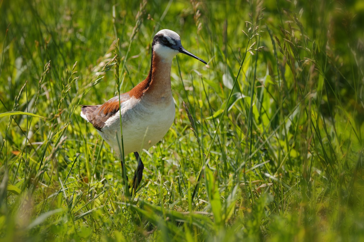 Wilson's Phalarope - Beth Phillips