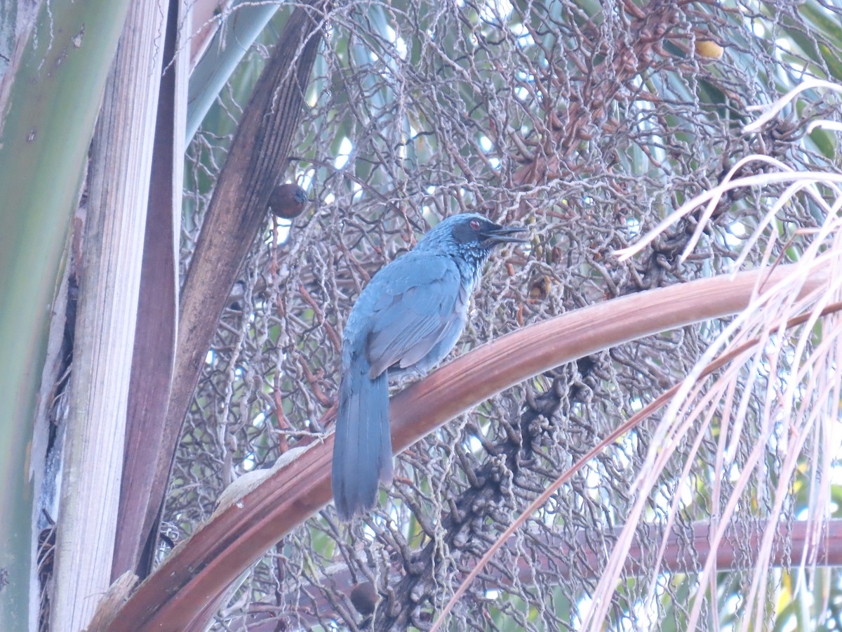 Blue Mockingbird - ML461729371