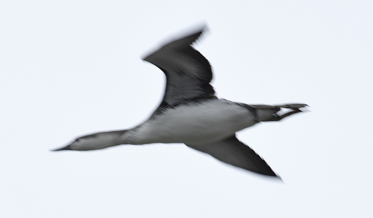 Red-throated Loon - ML46172971