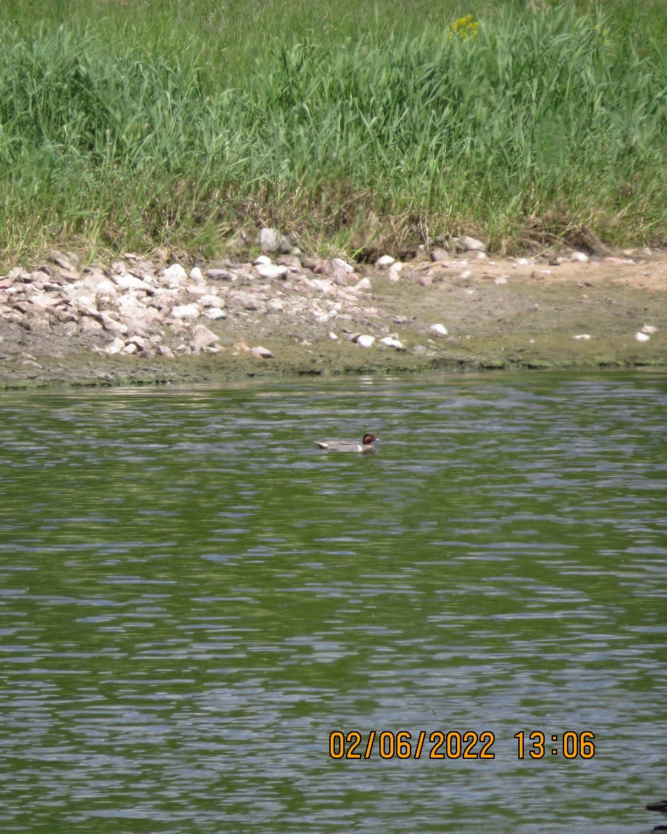 Green-winged Teal - ML461731241