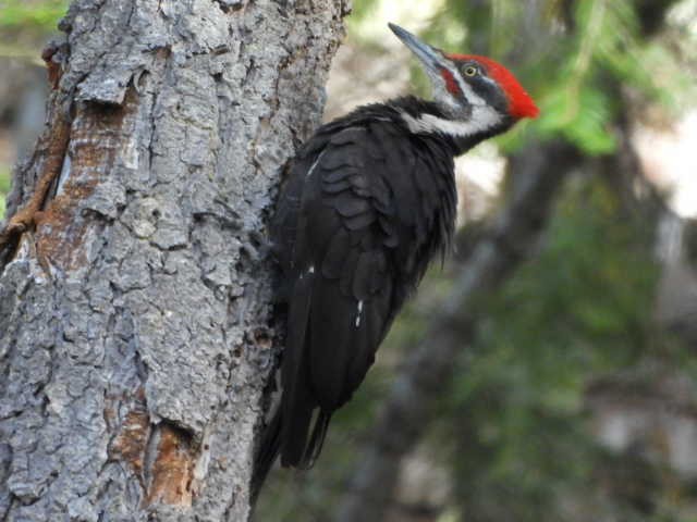 Pileated Woodpecker - Ron Pozzi