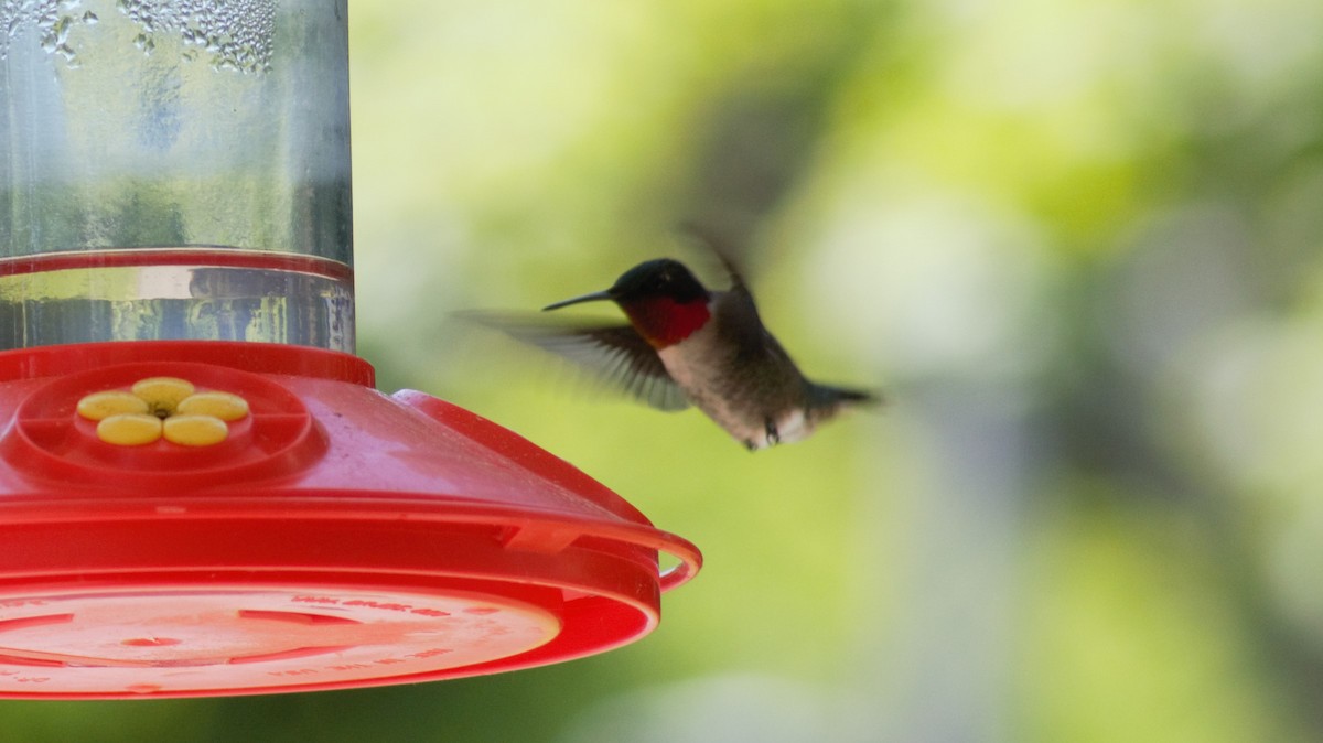 Ruby-throated Hummingbird - ML461731671
