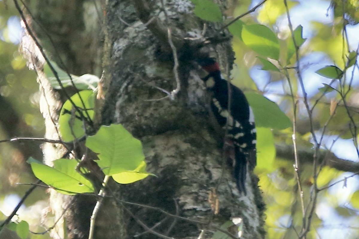 Great Spotted Woodpecker - ML461732131