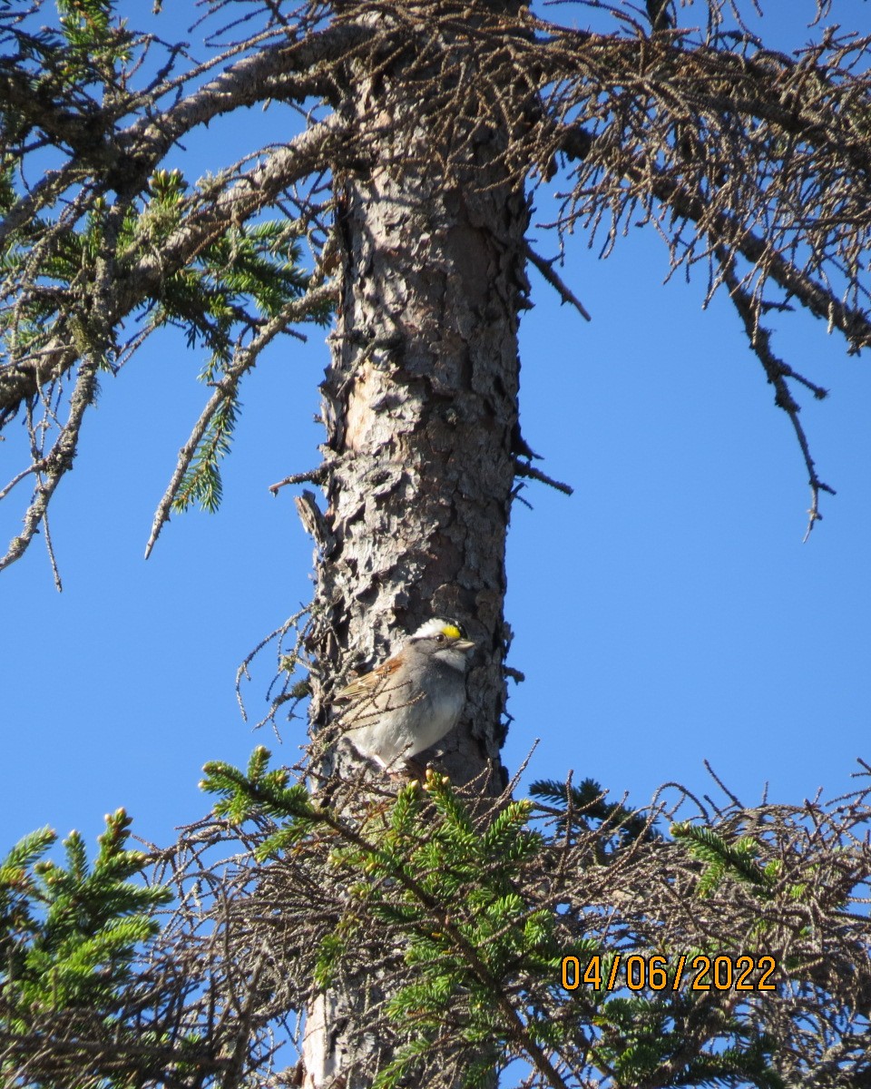 White-throated Sparrow - Gary Bletsch