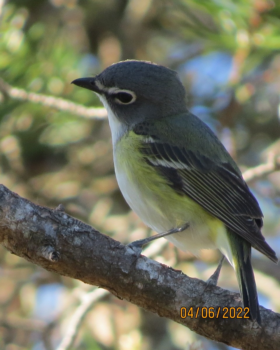 Blue-headed Vireo - Gary Bletsch