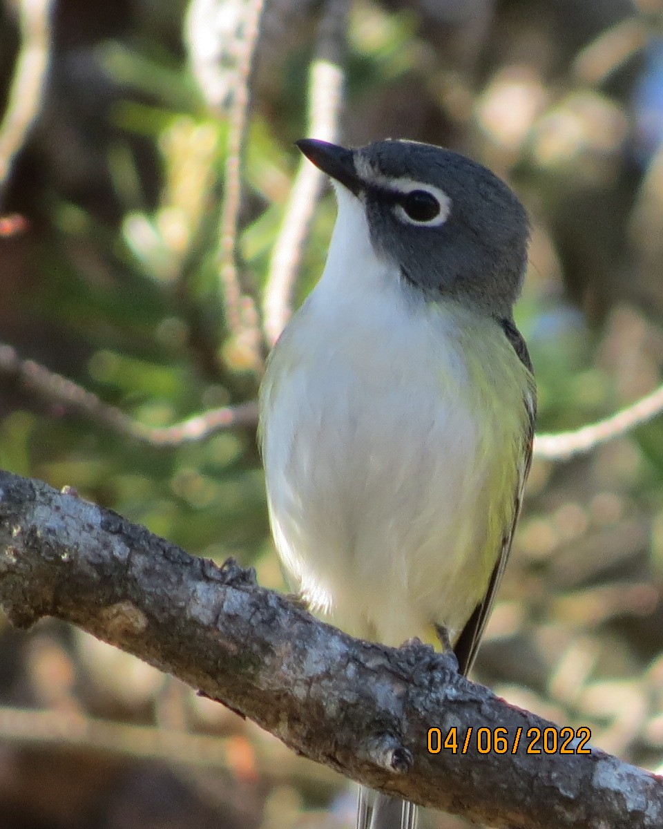 Blue-headed Vireo - Gary Bletsch