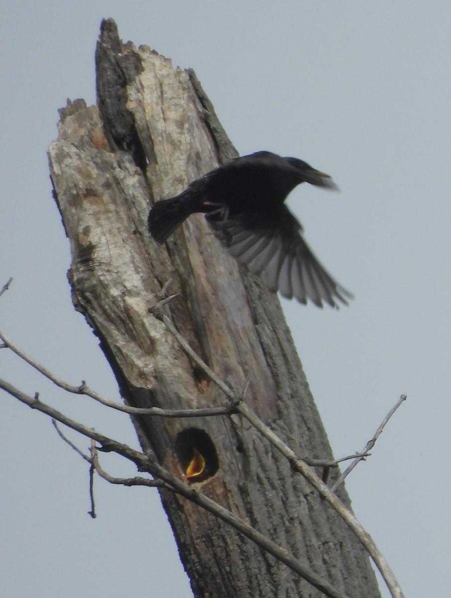 European Starling - ML461736041