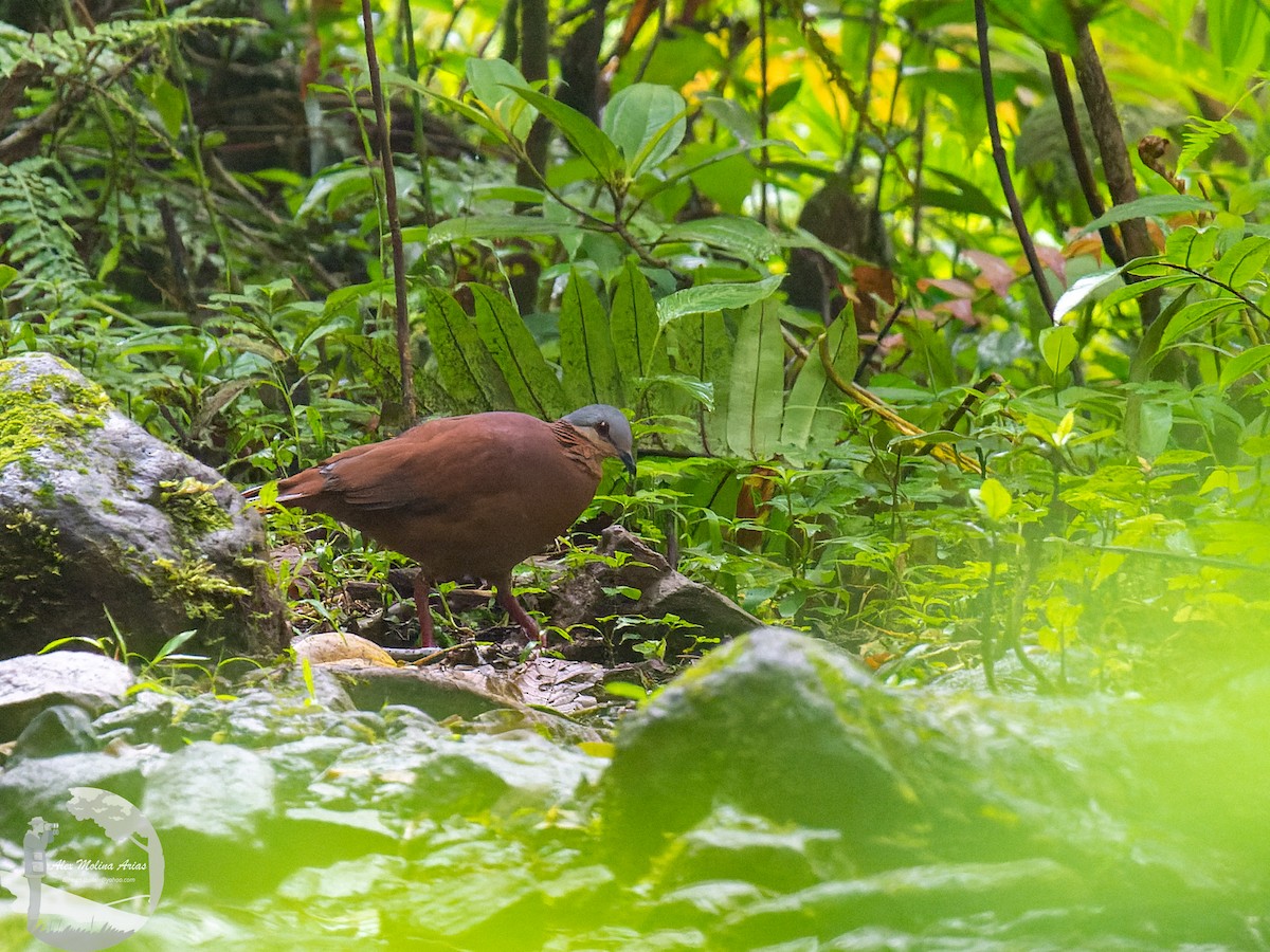 Chiriqui Quail-Dove - Alex Molina