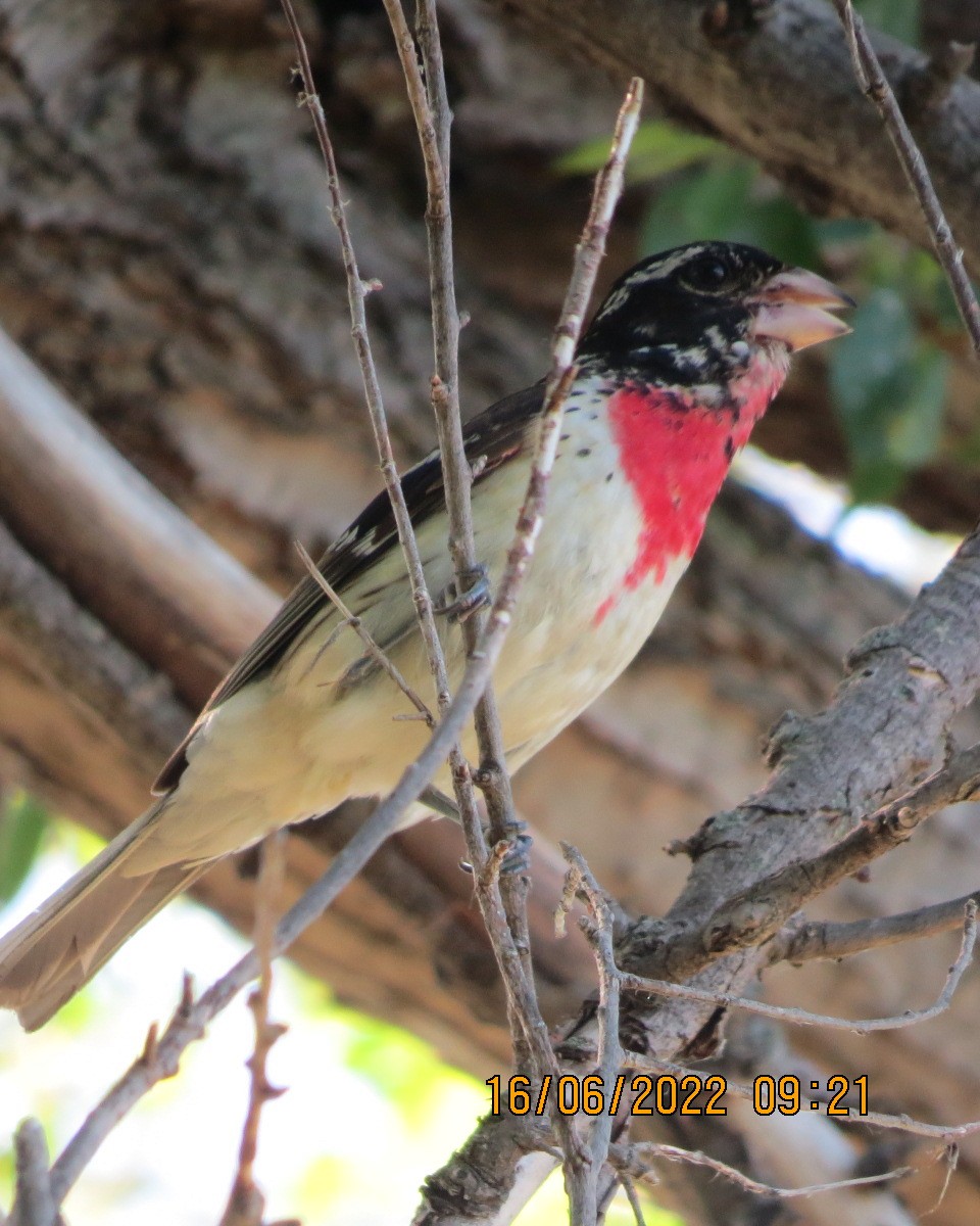 Rose-breasted Grosbeak - ML461737761