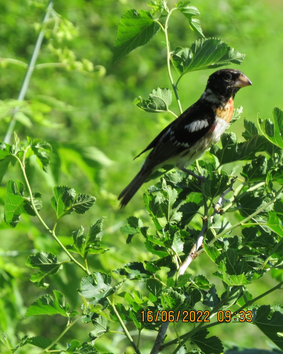 Rose-breasted Grosbeak - ML461737811