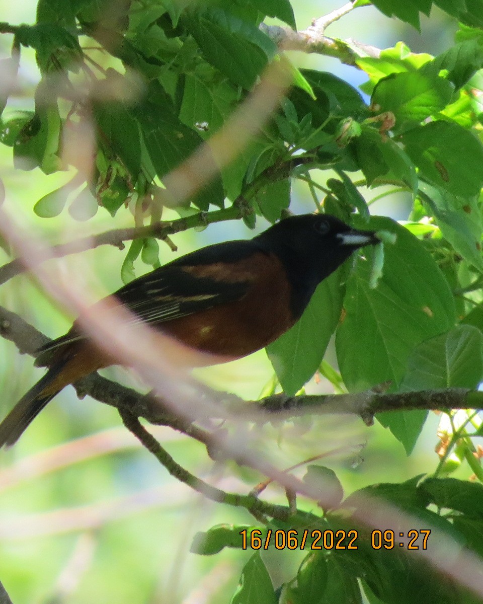 Orchard Oriole - ML461737871
