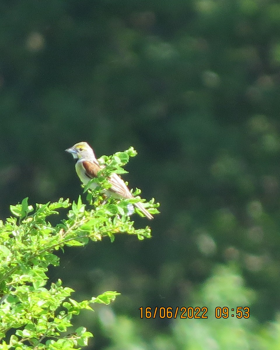 Dickcissel - ML461738001