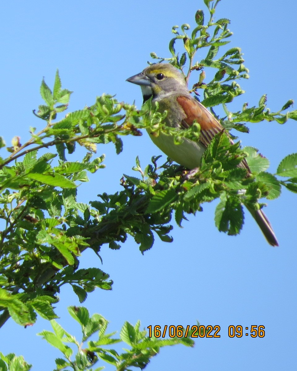 Dickcissel - ML461738051