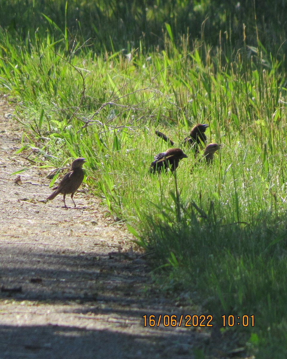 Brown-headed Cowbird - ML461738081