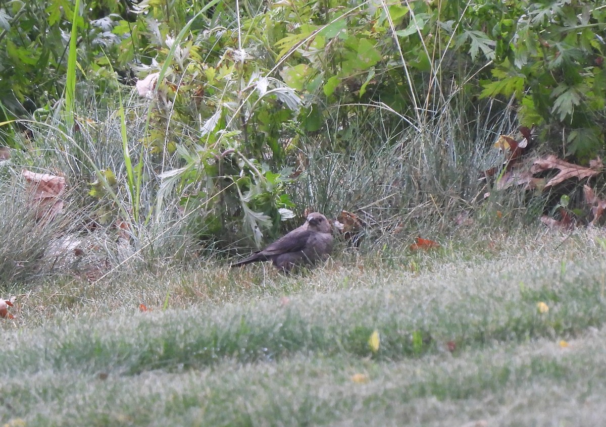 Brown-headed Cowbird - ML461738731