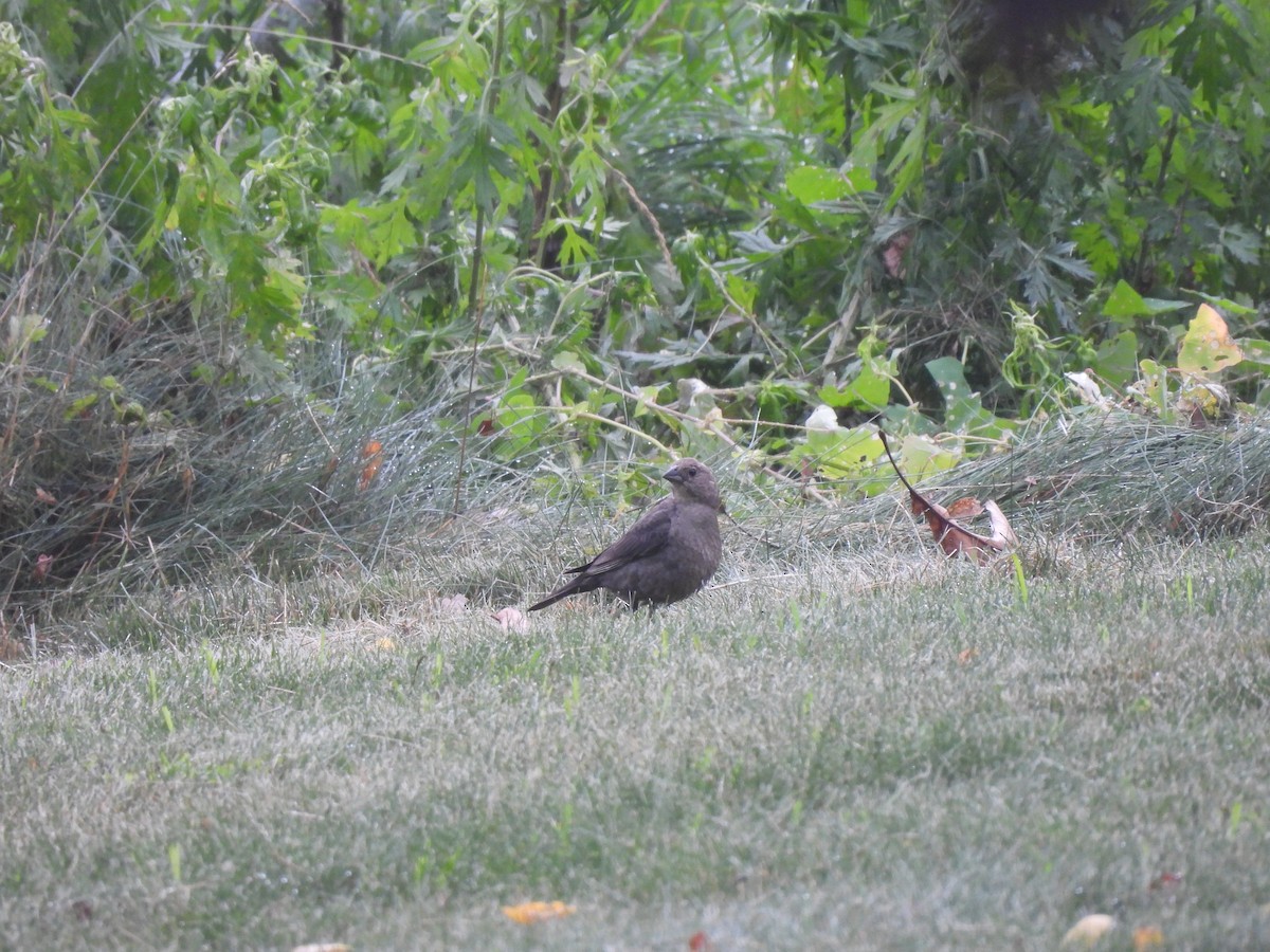 Brown-headed Cowbird - ML461738741